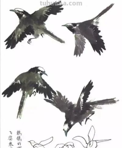 写意花鸟技法：昆虫、虾蟹、禽鸟的画法，收藏！ - 图画吧TUHUABA