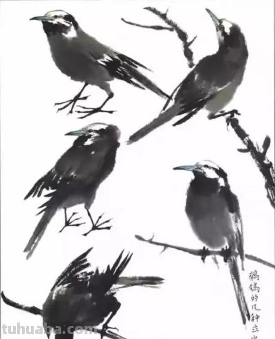 写意花鸟技法：昆虫、虾蟹、禽鸟的画法，收藏！ - 图画吧TUHUABA