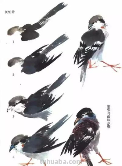 写意花鸟技法：昆虫、虾蟹、禽鸟的画法，收藏！ - 图画吧TUHUABA