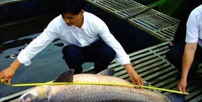 国画教程：写意鱼类画法入门—鱼类图谱 - 今日头条