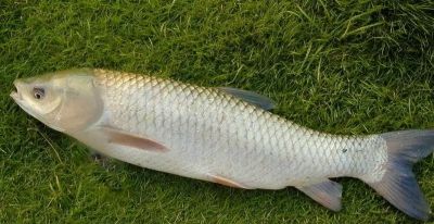 国画教程：写意鱼类画法入门—鱼类图谱 - 图画吧TUHUABA