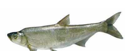 国画教程：写意鱼类画法入门—鱼类图谱 - 图画吧TUHUABA