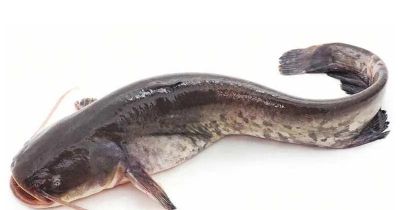 国画教程：写意鱼类画法入门—鱼类图谱 - 图画吧TUHUABA