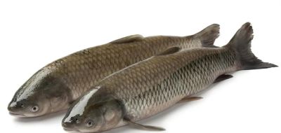 国画教程：写意鱼类画法入门—鱼类图谱 - 图画吧TUHUABA