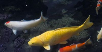 国画教程：写意鱼类画法入门—鱼类图谱 - 图画吧TUHUABA