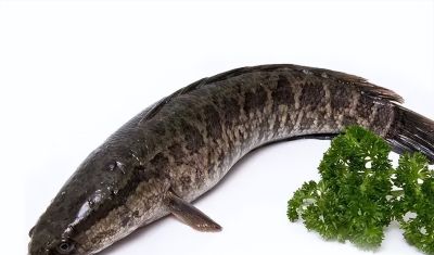 国画教程：写意鱼类画法入门—鱼类图谱 - 图画吧TUHUABA