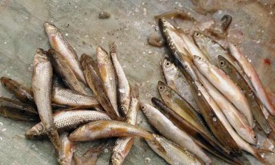 国画教程：写意鱼类画法入门—鱼类图谱 - 图画吧TUHUABA