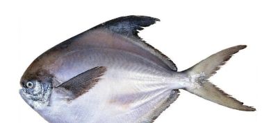 国画教程：写意鱼类画法入门—鱼类图谱 - 图画吧TUHUABA