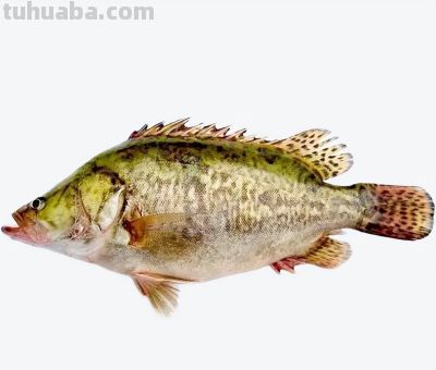 国画教程：写意鱼类画法入门—鱼类图谱 - 图画吧TUHUABA