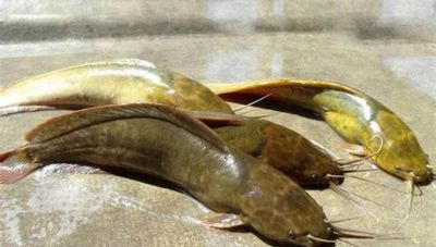 国画教程：写意鱼类画法入门—鱼类图谱 - 图画吧TUHUABA