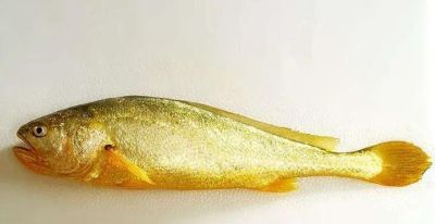 国画教程：写意鱼类画法入门—鱼类图谱 - 图画吧TUHUABA