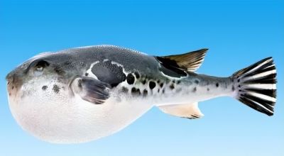 国画教程：写意鱼类画法入门—鱼类图谱 - 图画吧TUHUABA