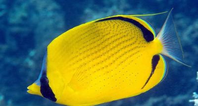 国画教程：写意鱼类画法入门—鱼类图谱 - 图画吧TUHUABA