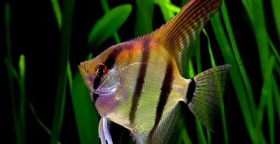 国画教程：写意鱼类画法入门—鱼类图谱 - 图画吧TUHUABA