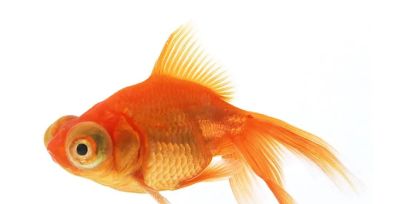 国画教程：写意鱼类画法入门—鱼类图谱 - 图画吧TUHUABA