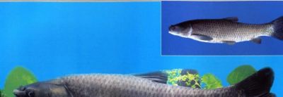 国画教程：写意鱼类画法入门—鱼类图谱 - 图画吧TUHUABA