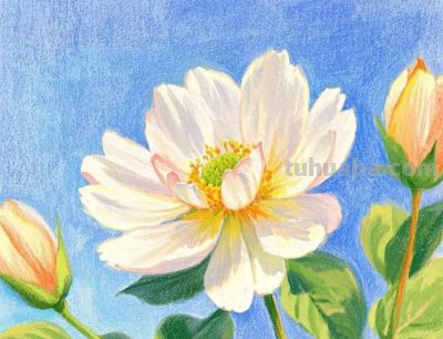 水溶彩铅画|图画分享，每一张都好美！可做背景图可做头像！ - 图画吧TUHUABA