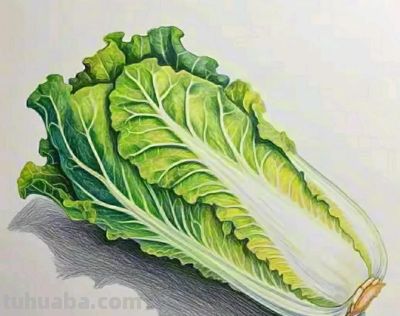 彩铅画（二十） - 图画吧TUHUABA