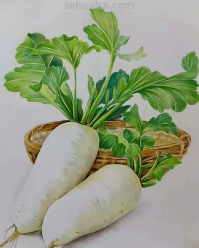 彩铅画（二十） - 图画吧TUHUABA