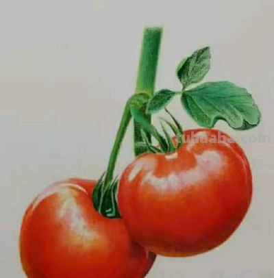 彩铅画（二十） - 图画吧TUHUABA