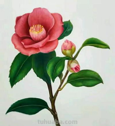 彩铅画（十九） - 图画吧TUHUABA