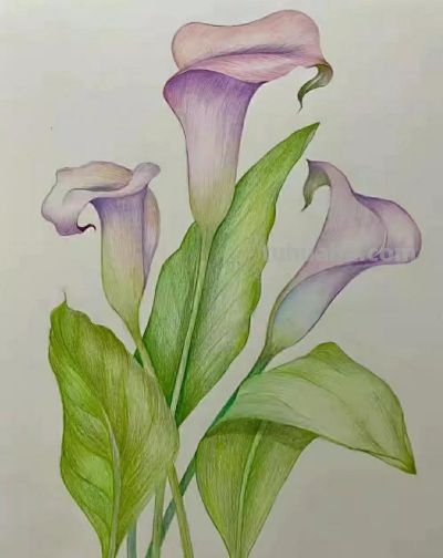 彩铅画（十九） - 图画吧TUHUABA