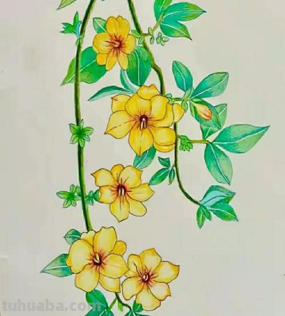 彩铅画（十九） - 图画吧TUHUABA