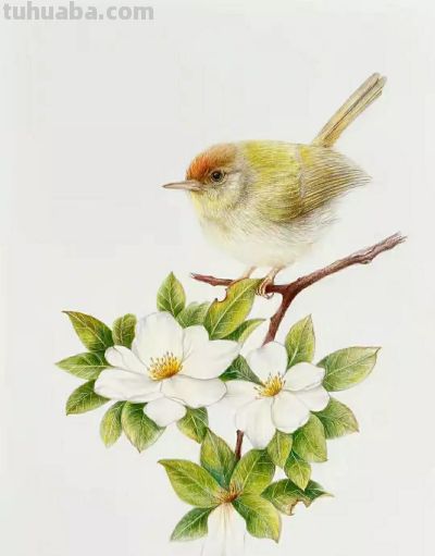 彩铅画（十九） - 图画吧TUHUABA