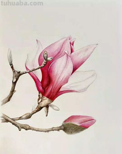 彩铅画（十九） - 图画吧TUHUABA