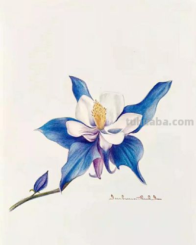 彩铅画（十九） - 图画吧TUHUABA