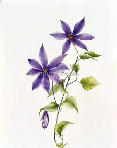 彩铅画（十九） - 图画吧TUHUABA