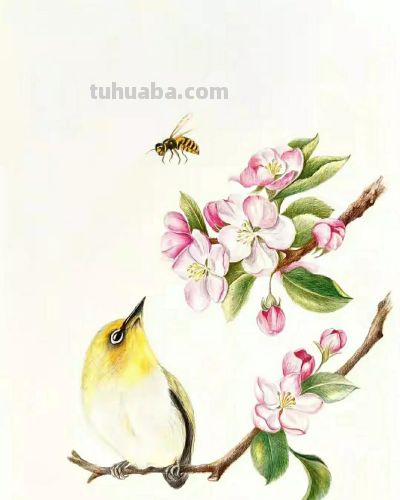 彩铅画（十九） - 图画吧TUHUABA