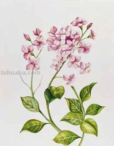 彩铅画（十九） - 图画吧TUHUABA