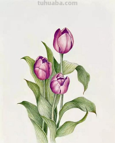 彩铅画（十九） - 图画吧TUHUABA