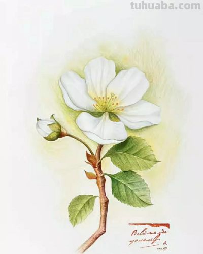 彩铅画（十九） - 图画吧TUHUABA