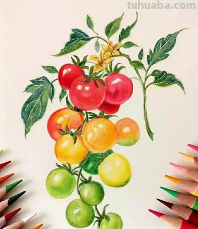 彩铅画（十八） - 图画吧TUHUABA