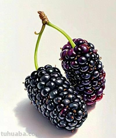 彩铅画（十八） - 图画吧TUHUABA