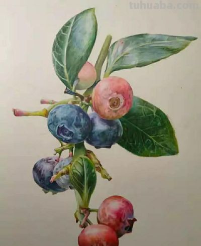 彩铅画（十八） - 图画吧TUHUABA