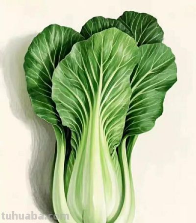 彩铅画（十八） - 图画吧TUHUABA