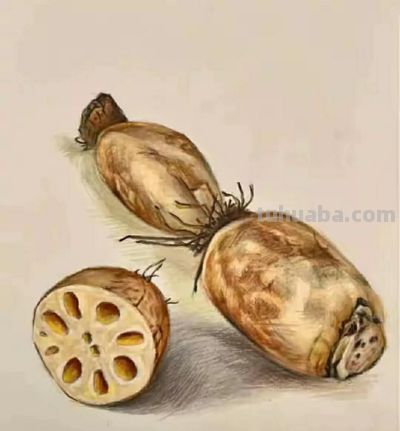 彩铅画（十八） - 图画吧TUHUABA