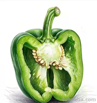 彩铅画（十八） - 图画吧TUHUABA