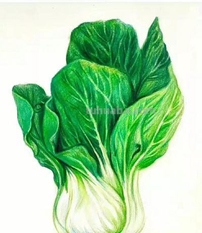 彩铅画（十八） - 图画吧TUHUABA