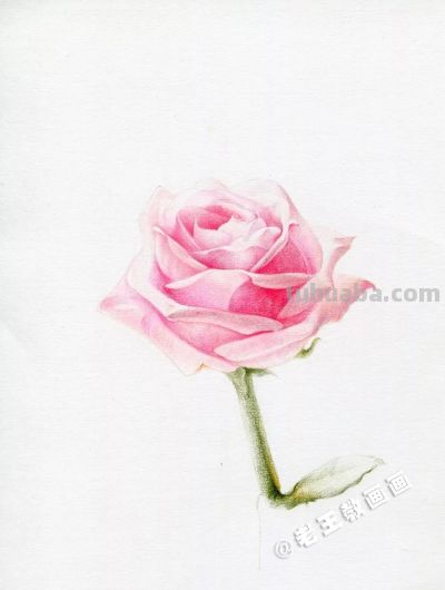 【每日一教】Day15 · 彩铅画出来的玫瑰花，比真的好看100倍 - 图画吧TUHUABA