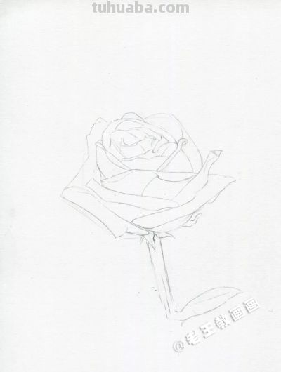 【每日一教】Day15 · 彩铅画出来的玫瑰花，比真的好看100倍 - 图画吧TUHUABA