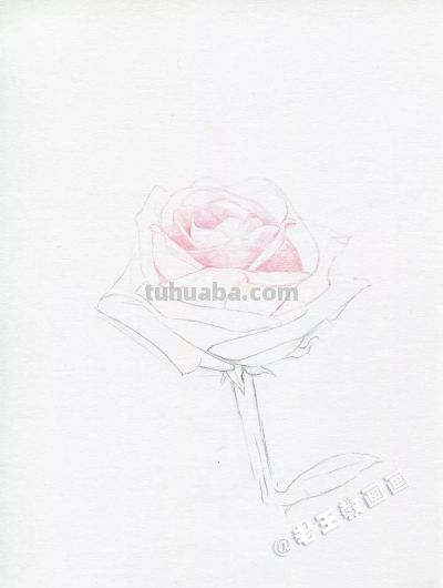 【每日一教】Day15 · 彩铅画出来的玫瑰花，比真的好看100倍 - 图画吧TUHUABA