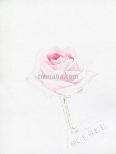 【每日一教】Day15 · 彩铅画出来的玫瑰花，比真的好看100倍 - 图画吧TUHUABA