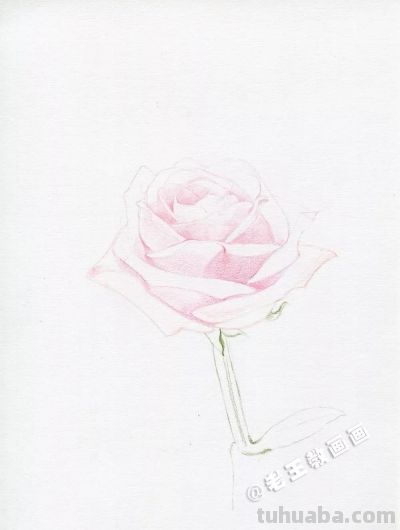【每日一教】Day15 · 彩铅画出来的玫瑰花，比真的好看100倍 - 图画吧TUHUABA