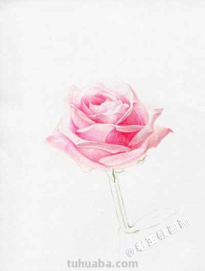 【每日一教】Day15 · 彩铅画出来的玫瑰花，比真的好看100倍 - 图画吧TUHUABA