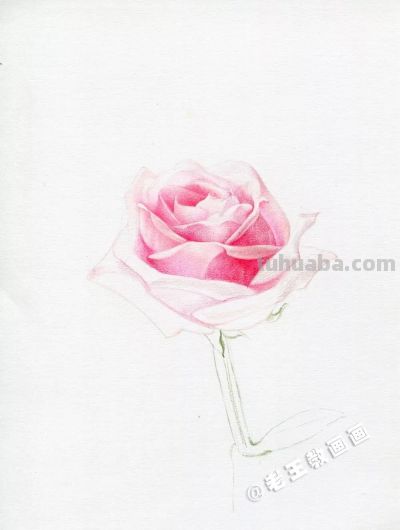 【每日一教】Day15 · 彩铅画出来的玫瑰花，比真的好看100倍 - 图画吧TUHUABA