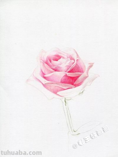 【每日一教】Day15 · 彩铅画出来的玫瑰花，比真的好看100倍 - 图画吧TUHUABA